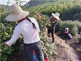 ag旗舰平台尊龙官网油茶677889