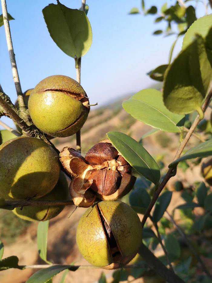 ag旗舰平台尊龙官网油茶1