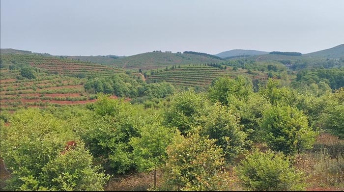 常宁万亩荒山废山生态修复产业化新模式——万亩油茶基地